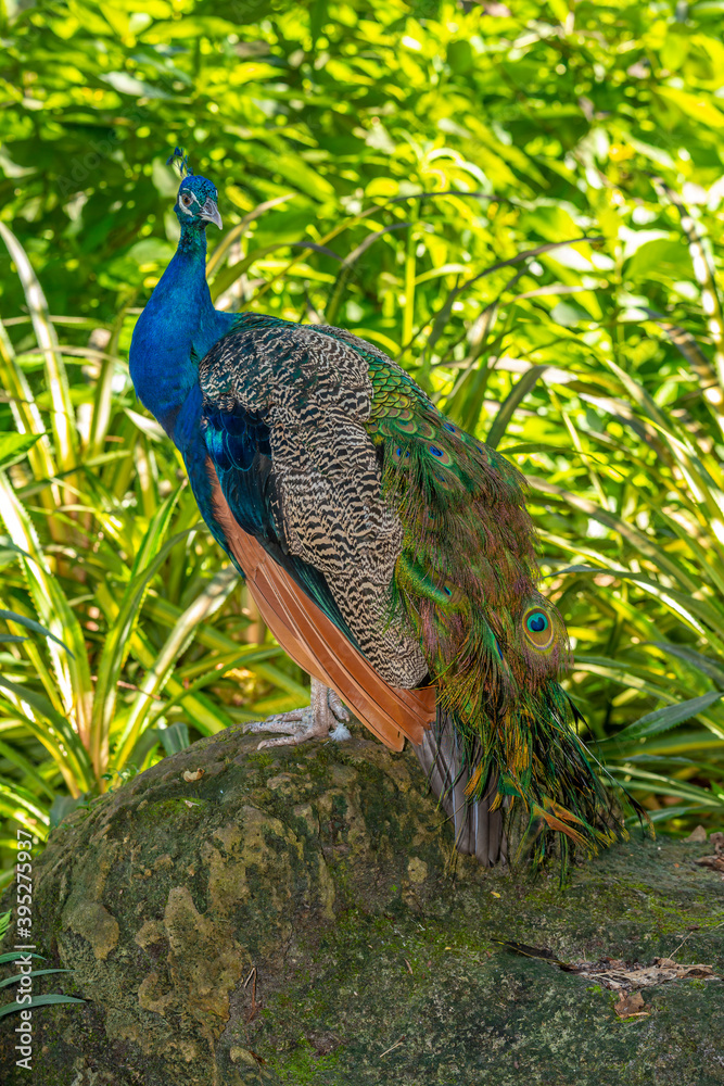Naklejka premium Closeup of male peacock