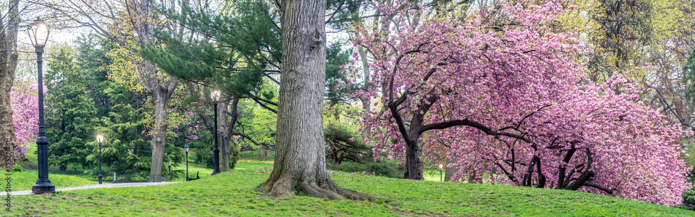 Central Park in spring