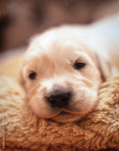 Tiny sweet newborn puppies of a golden retriever.