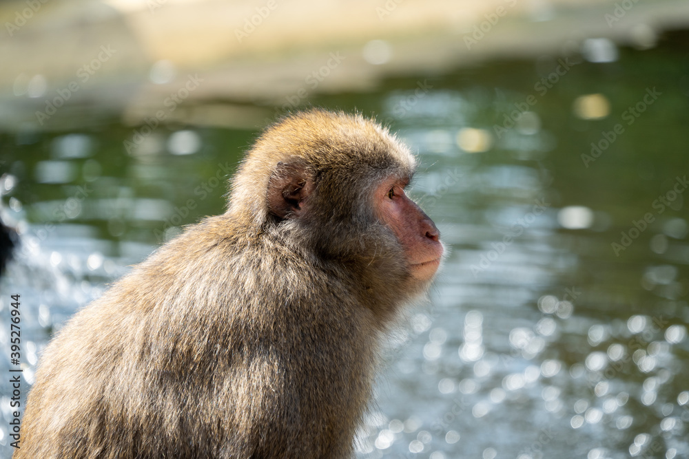 Naklejka premium Monkey at a waterside in Carinthia