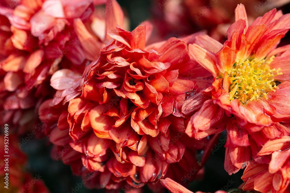 Soft summer background of flowers close up Soft summer background of flowers close up