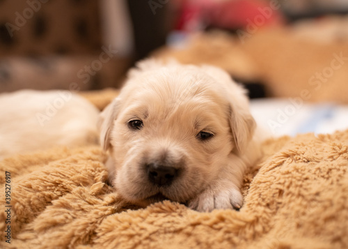 Fototapeta Naklejka Na Ścianę i Meble -  Tiny sweet newborn puppies of a golden retriever.