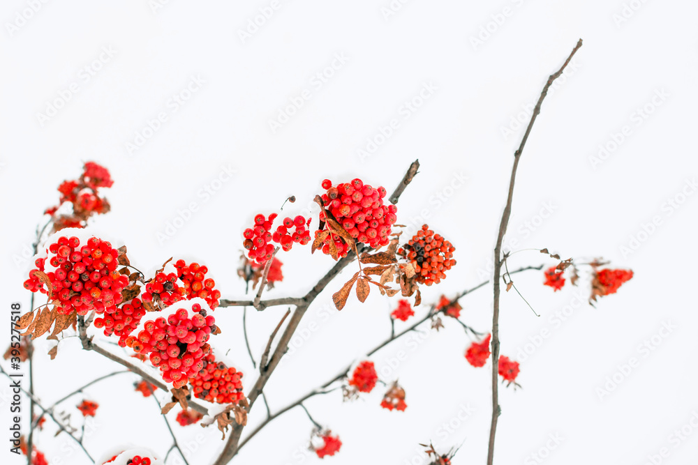 Red mountain ash berries covered in snow