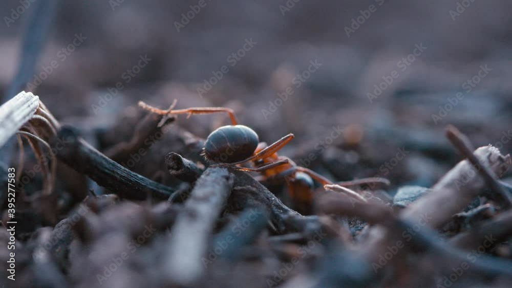 Red Wood Ant crawling