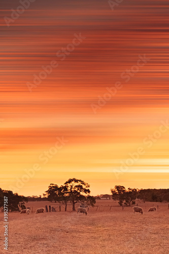 Orange summer sunset over sheep flock on farm in outback Australia with abstract sky.