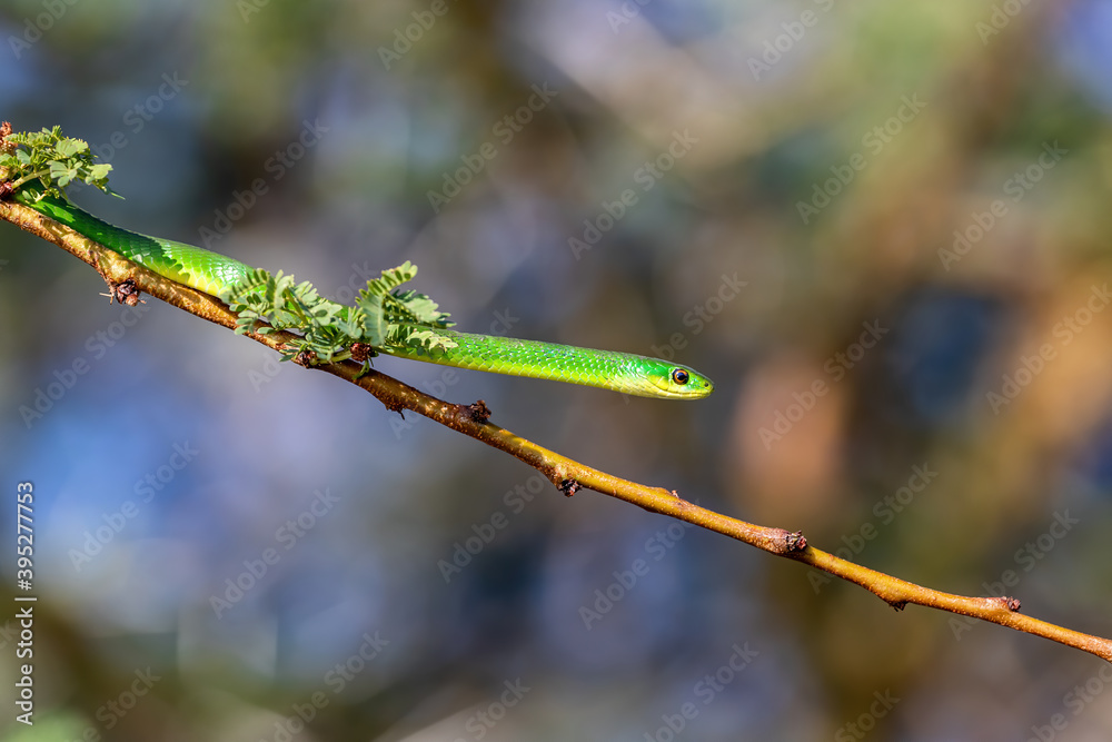 Fototapeta premium Common green snake in a tree at lake Naivasha
