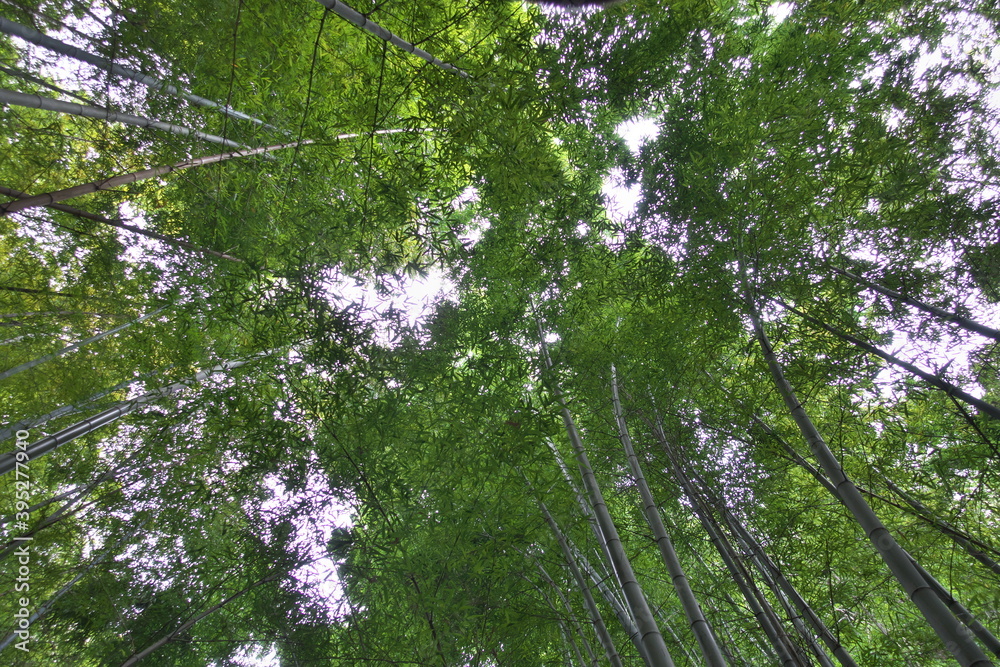 Fototapeta premium 竹林を見上げて