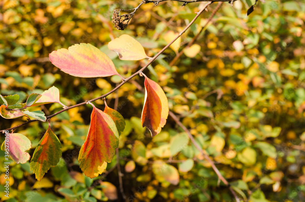Autumn leaves of a deciduous shrub in a local park Autumn leaves of a deciduous shrub in a local park