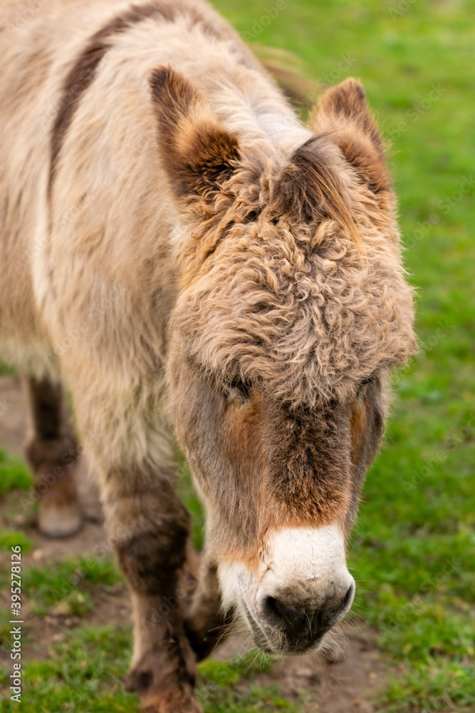 portrait of donkey in pasture