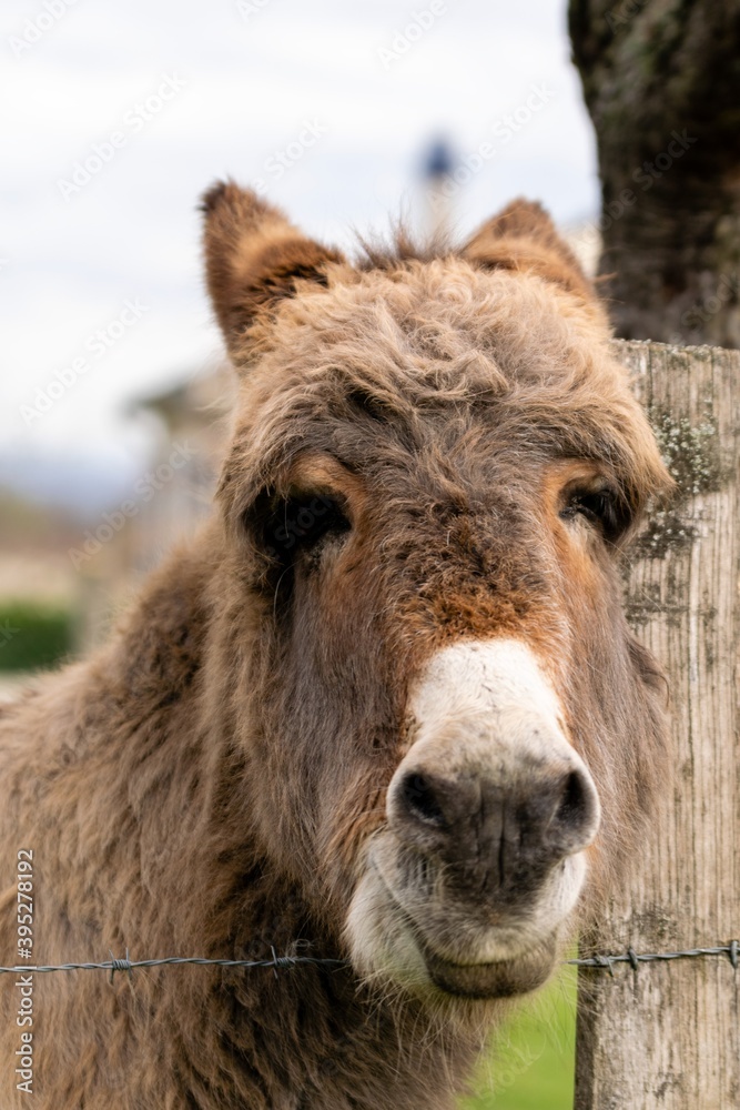 portrait of donkey in pasture