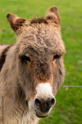 portrait of donkey in pasture