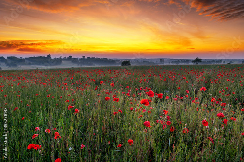 Fototapeta Naklejka Na Ścianę i Meble -  Beautiful sunrise over red poppies field