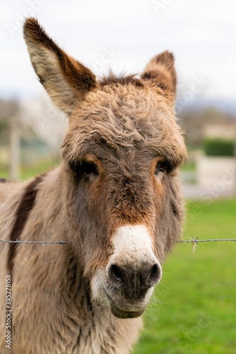 portrait of donkey in pasture © NAEPHOTO