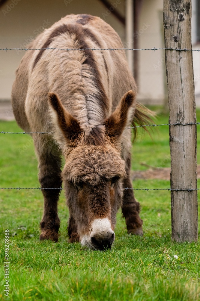Fototapeta premium portrait of donkey in pasture