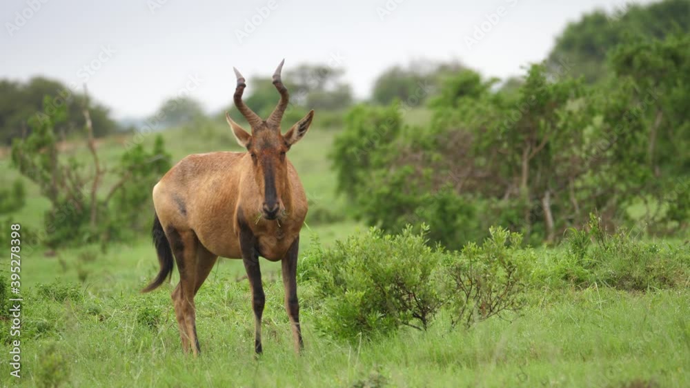 Healthy Red Hartebeest enjoys peaceful meal of wet green African grass Healthy Red Hartebeest enjoys peaceful meal of wet green African grass