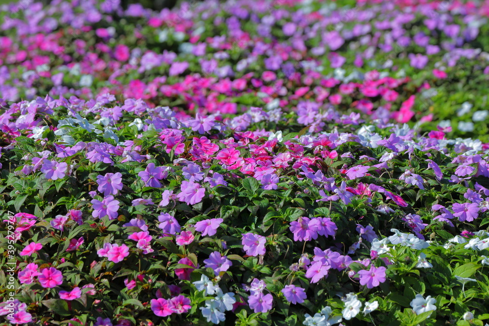 小さな花の花畑