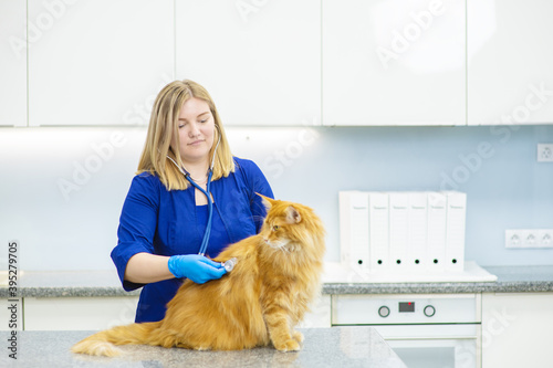 The veterinarian listens to a redhead Maine Coon cat at a reception in a veterinary clinic. Animal Care Concept