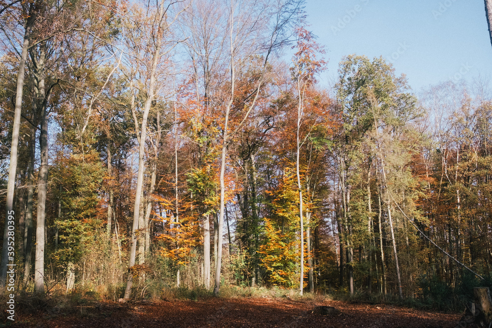 Fototapeta premium autumn forest in the autumn