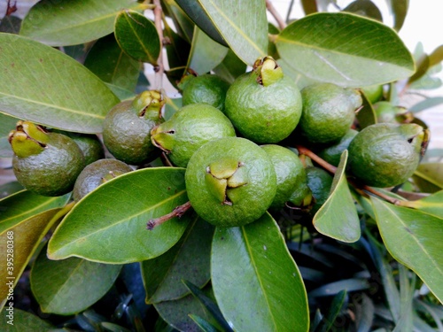 fruta araçá photo