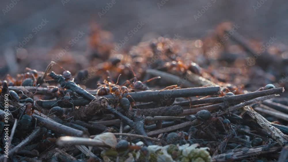Red Wood Ants crawling on the ground Red Wood Ants crawling on the ground