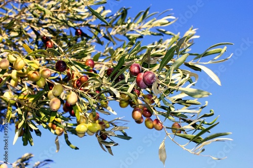 Greece, Attica, olives on olive tree branch.