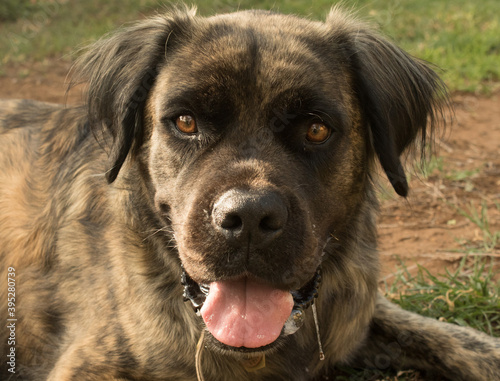 The head of a brindle boerboel retriever dog with mouth open is looking into the camera.