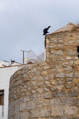  crow perched watching from the top of the wall