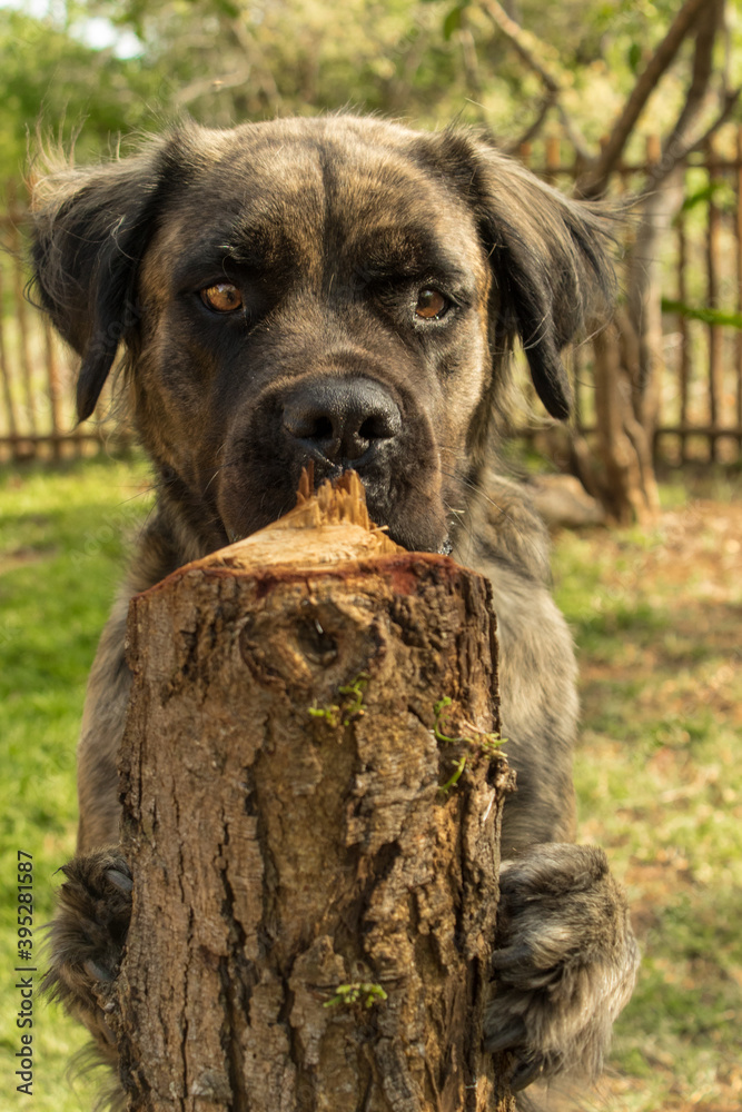 A brindle boerboel retriever dog peeping over a tree trunk. A brindle boerboel retriever dog peeping over a tree trunk.