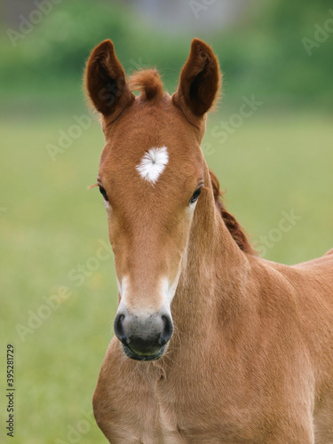 Suffolk Punch Foal