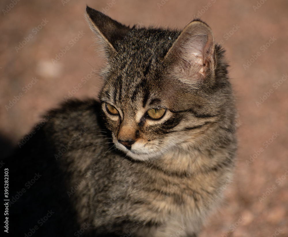 tabby kitten closeup