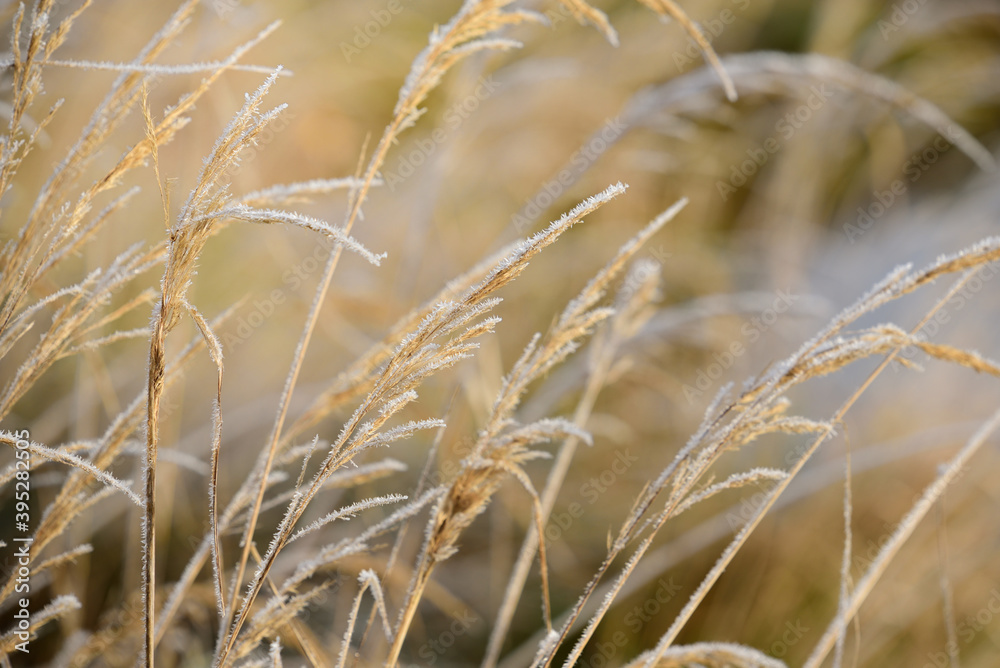 Wild grasses in winter are covered with a thin layer of hoarfrost in the cold Wild grasses in winter are covered with a thin layer of hoarfrost in the cold