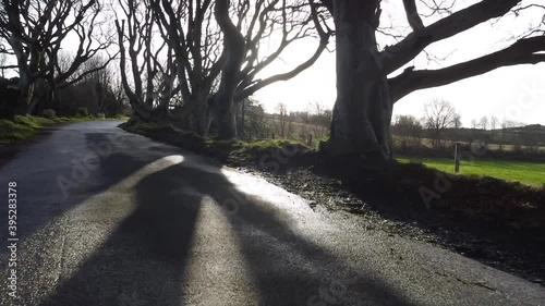 Low Cross Shot from The Dark Hedges in the Morning Sunshine photo