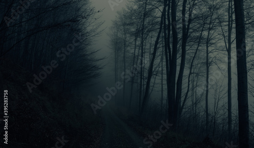 Creepy beech trees forest in Jeseniky mountains at autumn. Gloomy hilly foggy landscape, tree trunks, forest road. Jeseniky mountains, Eastern Europe, Moravia.  . © Jansk