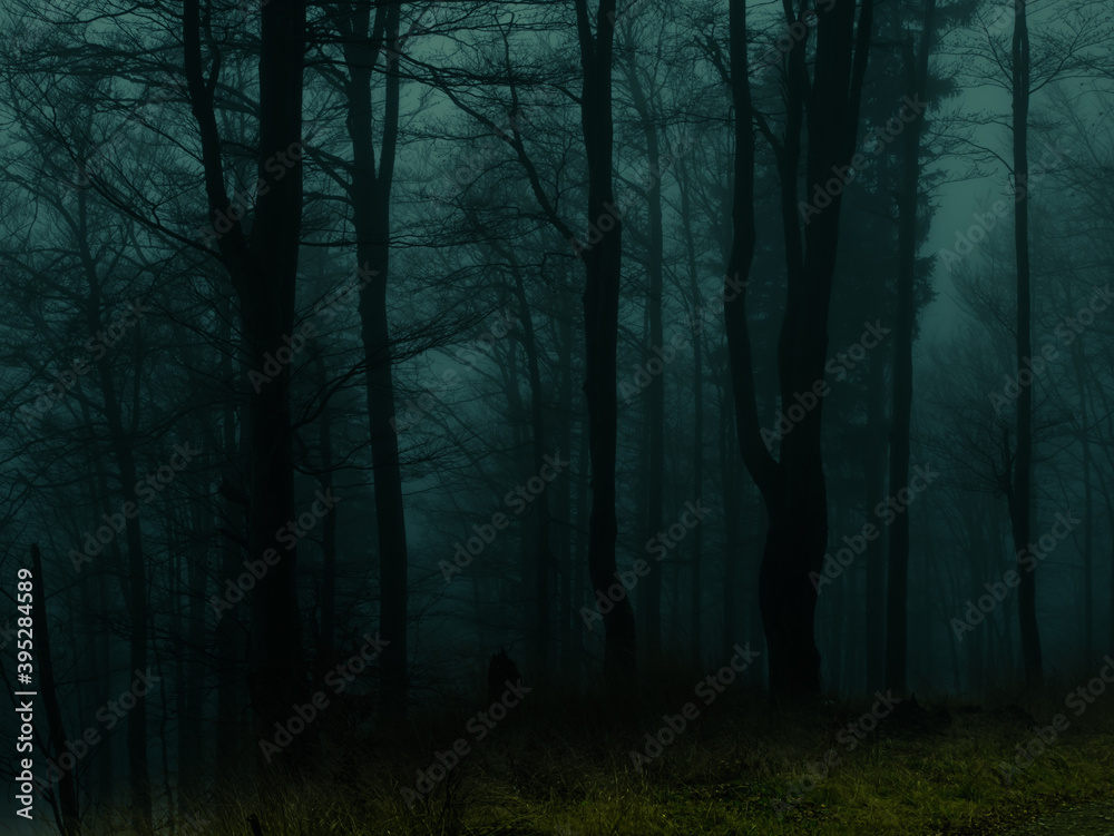 Creepy beech trees forest in Jeseniky mountains at autumn. Gloomy hilly foggy landscape, tree trunks. Jeseniky mountains, Eastern Europe, Moravia.  .