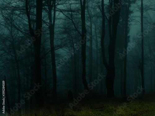 Creepy beech trees forest in Jeseniky mountains at autumn. Gloomy hilly foggy landscape, tree trunks. Jeseniky mountains, Eastern Europe, Moravia. .
