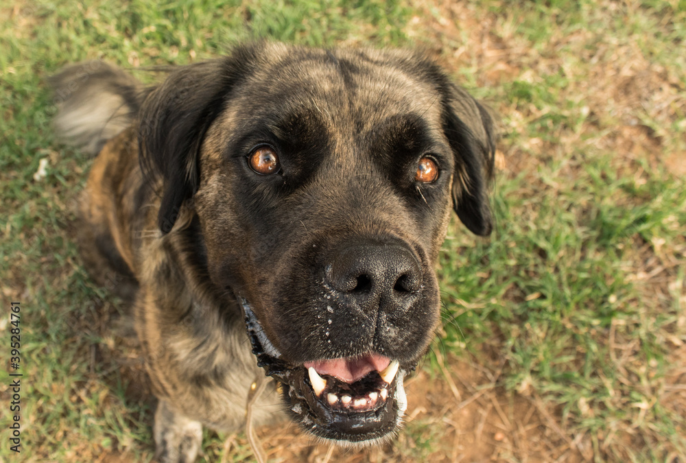 A brindle boerboel mix looking up while sitting on the grass. A brindle boerboel mix looking up while sitting on the grass.