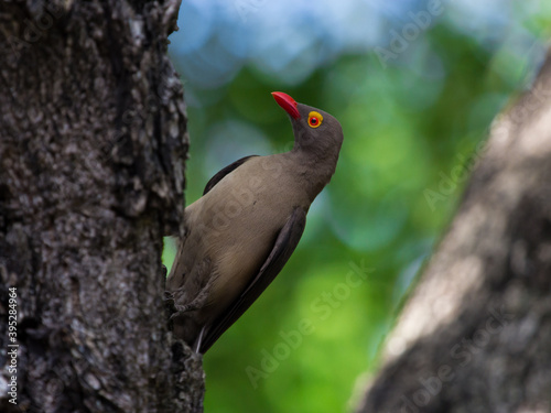 Wallpaper Mural A Red-billed Oxpecker perched on a tree trunk, Greater Kruger. Torontodigital.ca