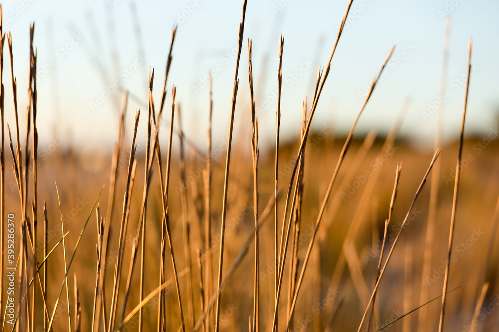 Autumn landscape with meadow grass against the sunset sky Autumn landscape with meadow grass against the sunset sky