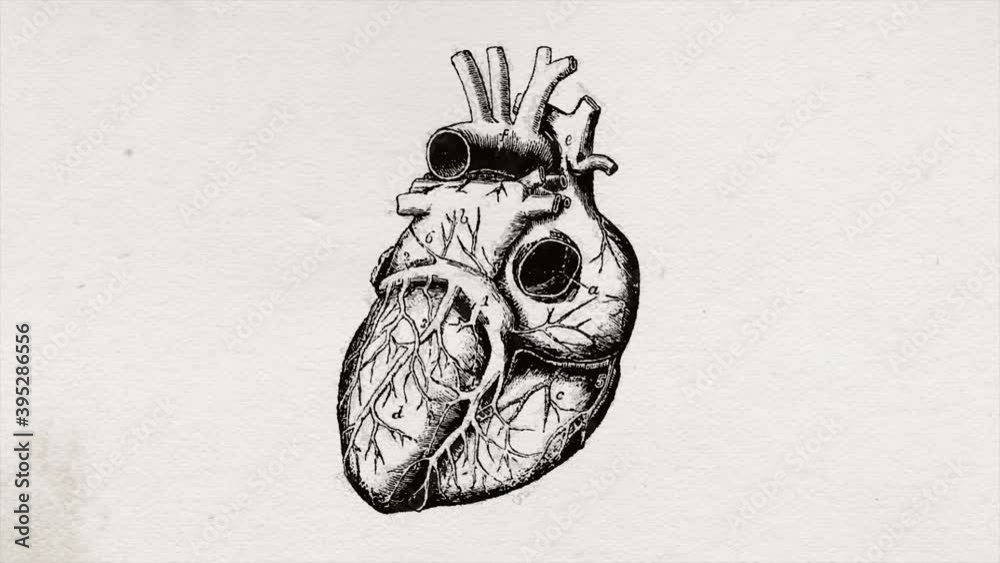 Abstract Old Science Heart Drawing Background Animation/ 4k animation of an abstract old science human anatomy background with heart organ engraved outline paint with ink revealing