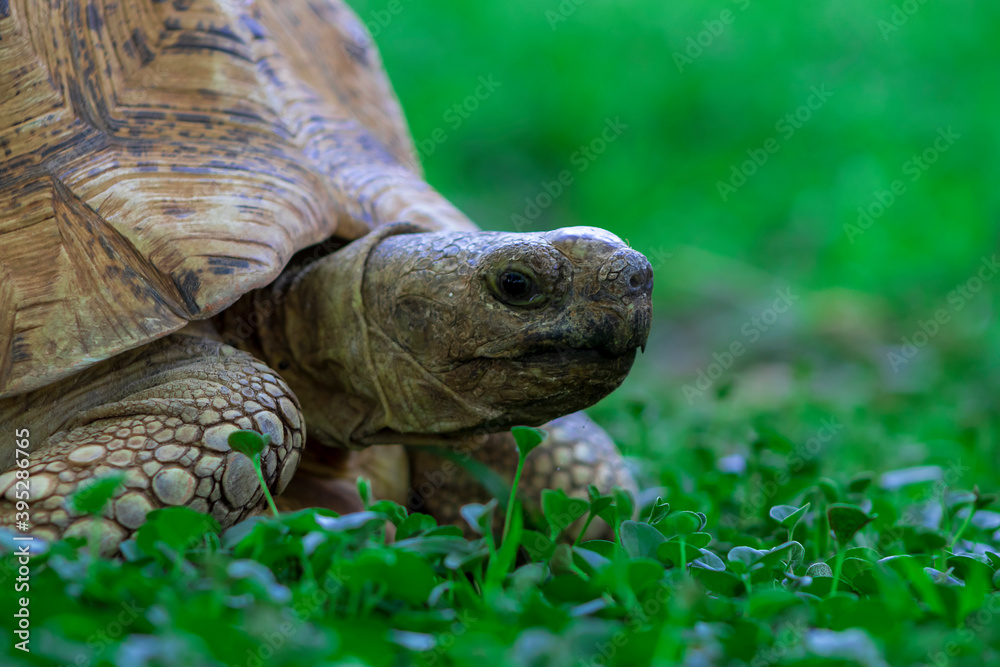 Close up of a cute turtle lying in the green grass. Namibia Close up of a cute turtle lying in the green grass. Namibia