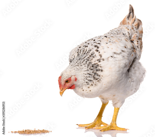 Fotografia one white chicken pecking grains, isolated on white background, studio shoot