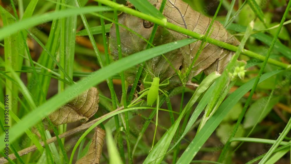 Green insect blends into the grass as it hides in the second growth of a forest. Green insect blends into the grass as it hides in the second growth of a forest.
