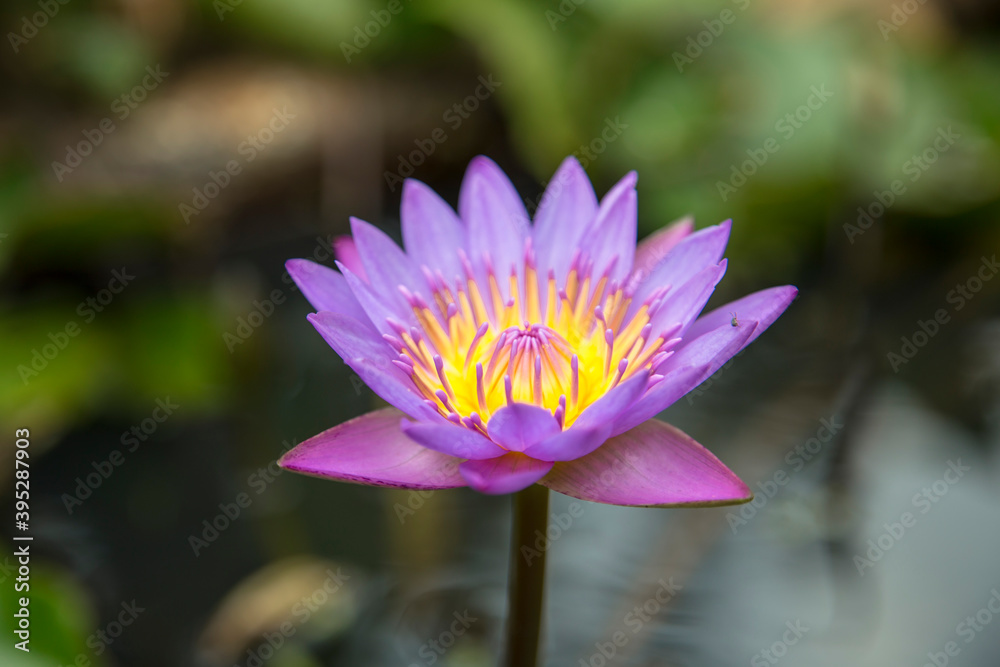 Purple water lily