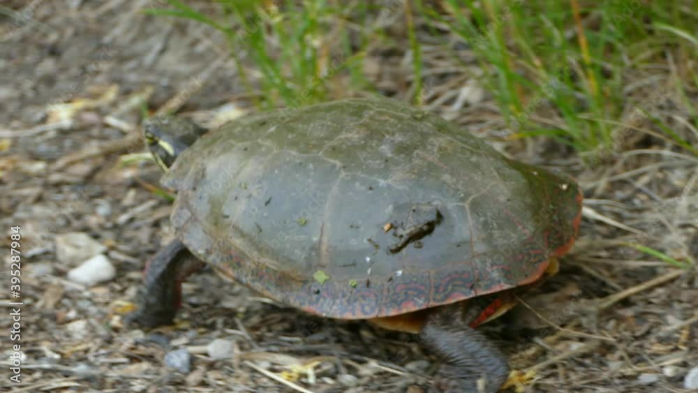 Clip of a big turtle walking, wildlife video of a tortoise Clip of a big turtle walking, wildlife video of a tortoise