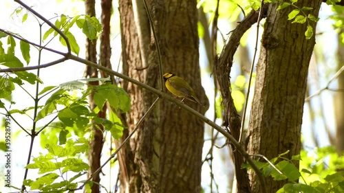 Cute yellow warbler with hood bird with black hood singing song in forest, static shot photo