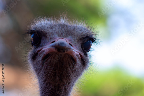 Close up of African Ostrich bird head on the blur background. © Yuliia Lakeienko