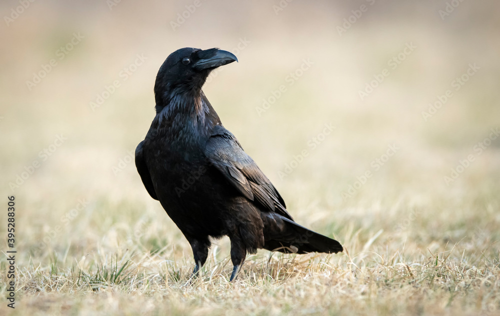 Fototapeta premium Raven (Corvus corax) close up