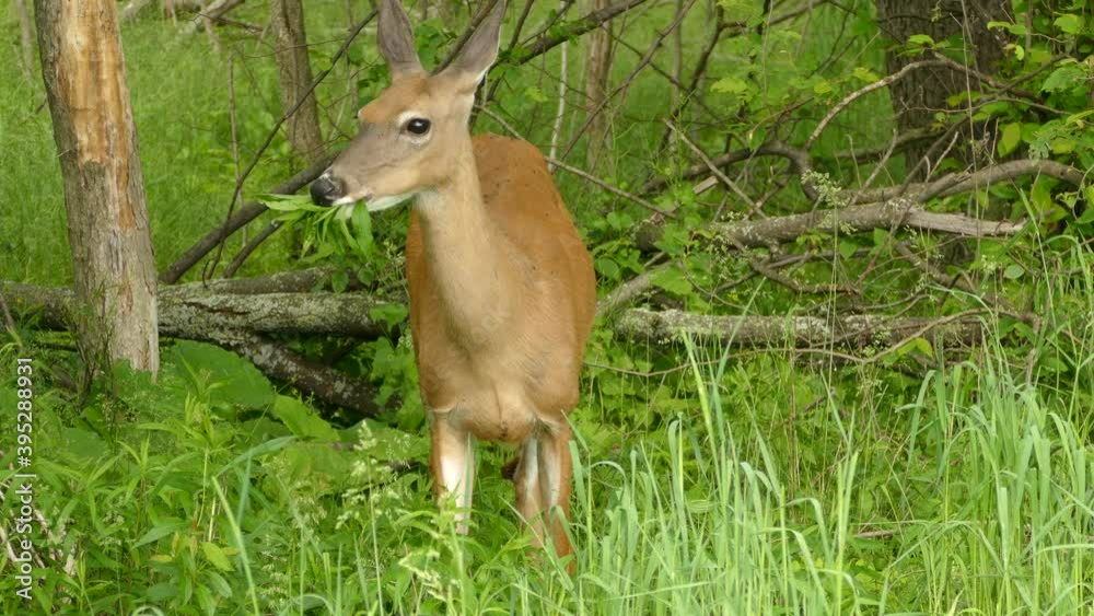 White tailed deer chewing on the long grass on the forest edge while peering around. White tailed deer chewing on the long grass on the forest edge while peering around.