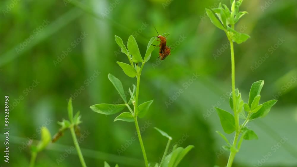 Soldier beetle bugs mating on a green plant with a natural blurred background, close up shot Soldier beetle bugs mating on a green plant with a natural blurred background, close up shot