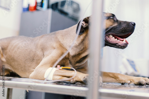 Dog with infusion line attached to his leg lying on table in veterinary clinic